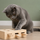 Calm Cat Enrichment Kit